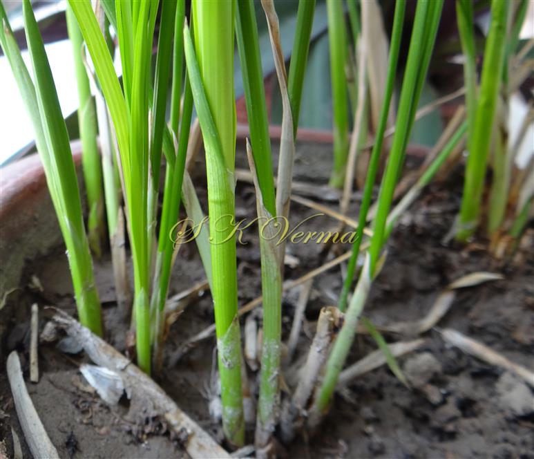  Culms with Leaf sheaths